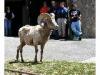 Big Horn Sheep