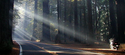 Avenue of the Giants
Click for wallpaper.