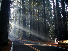 Avenue of the Giants Click for a wallpaper sized image.